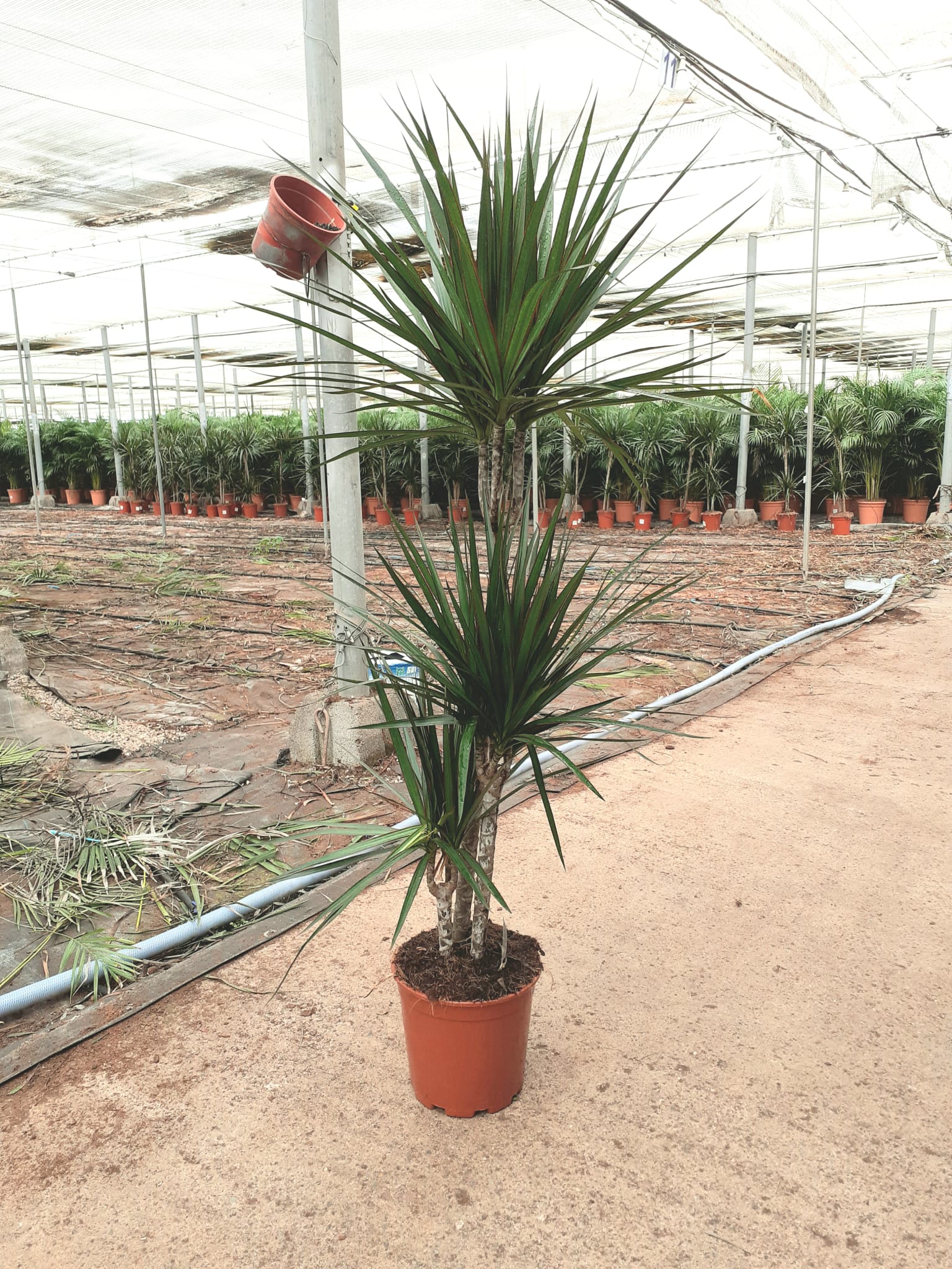 DRACAENA MARGINATA BICOLOR C 20 60.30.15 CM